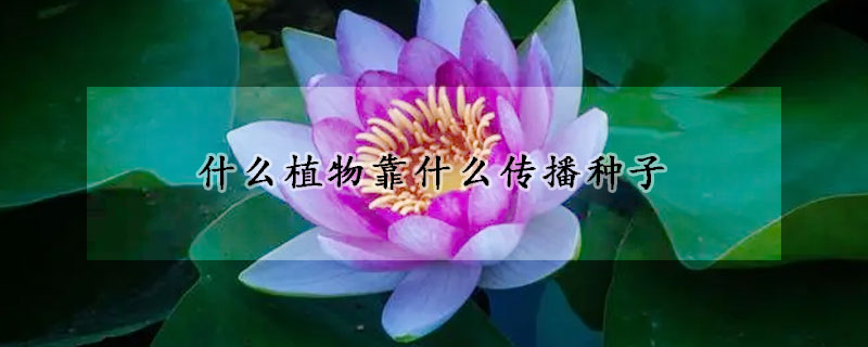 什么植物靠什么传播种子