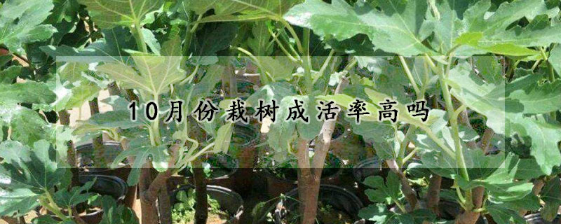 10月份栽树成活率高吗