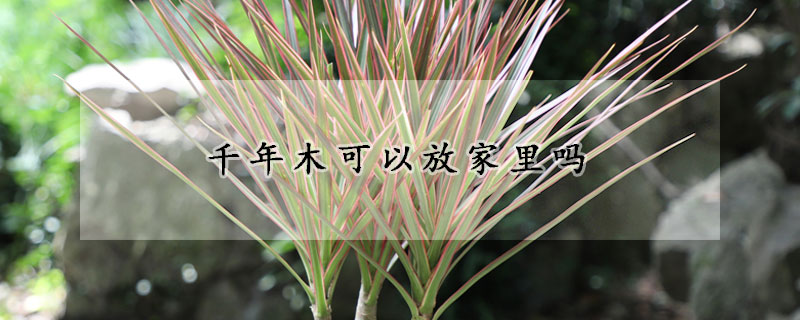 千年木可以放家里吗