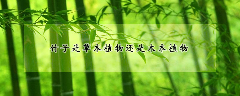 竹子是草本植物还是木本植物