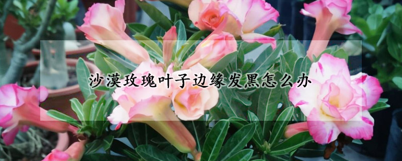 沙漠玫瑰叶子边缘发黑怎么办