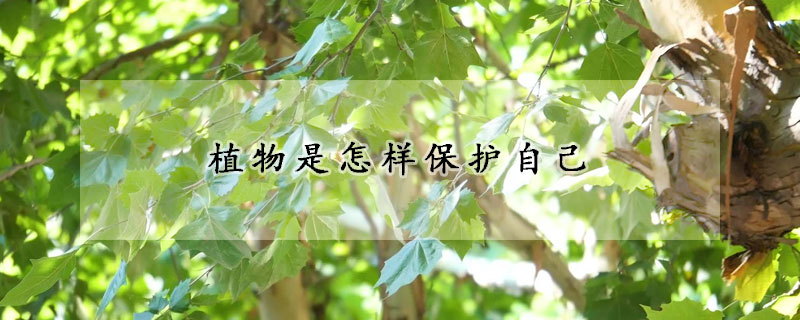 植物是怎样保护自己