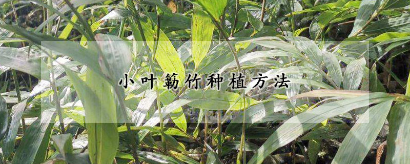 小叶簕竹种植方法