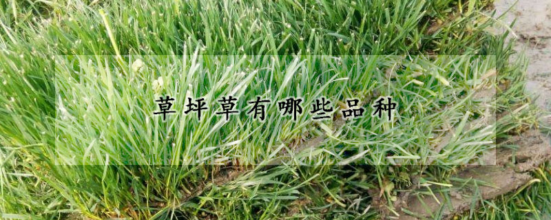草坪草有哪些品种
