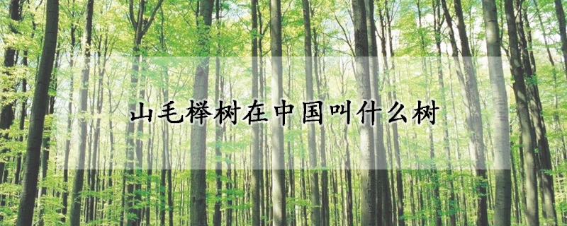 山毛榉树在中国叫什么树
