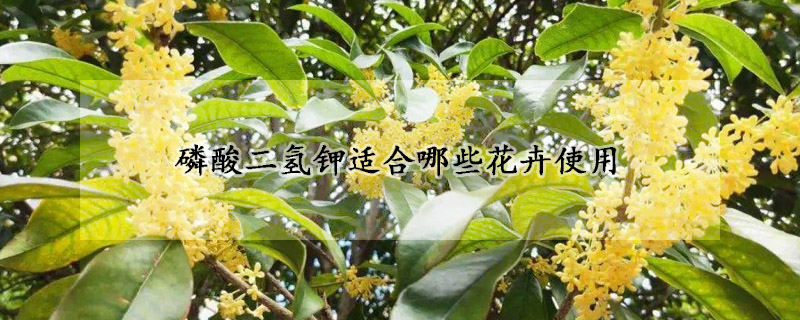 磷酸二氢钾适合哪些花卉使用