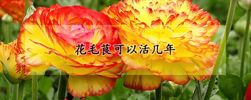 花毛茛可以活几年