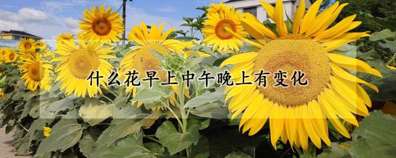 什么花早上中午晚上有变化