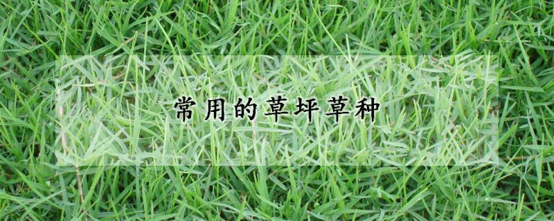 常用的草坪草种