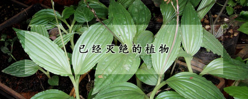 已经灭绝的植物