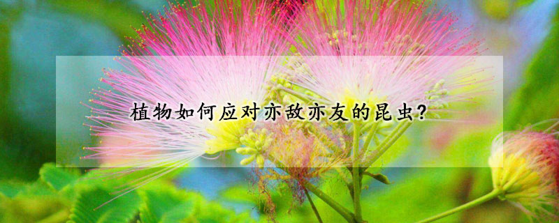 植物如何应对亦敌亦友的昆虫?