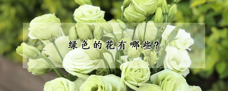 绿色的花有哪些?