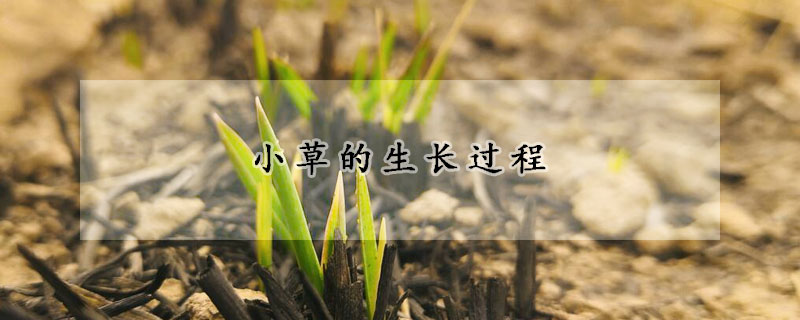 小草的生长过程