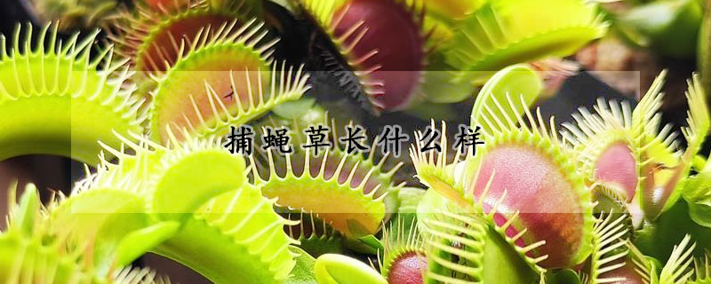 捕蝇草长什么样