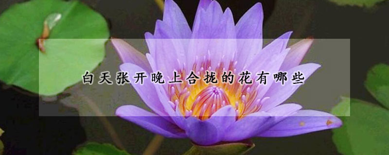 白天张开晚上合拢的花有哪些