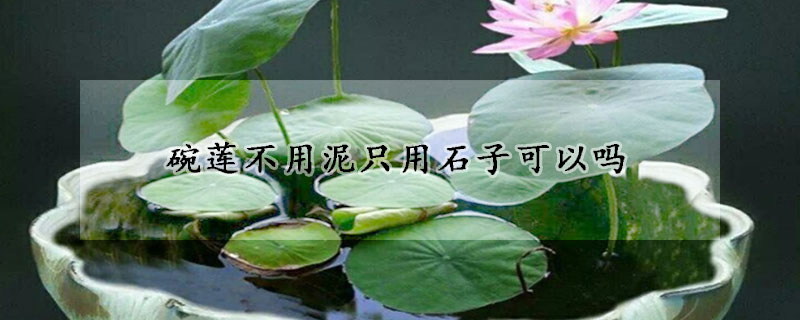 碗莲不用泥只用石子可以吗