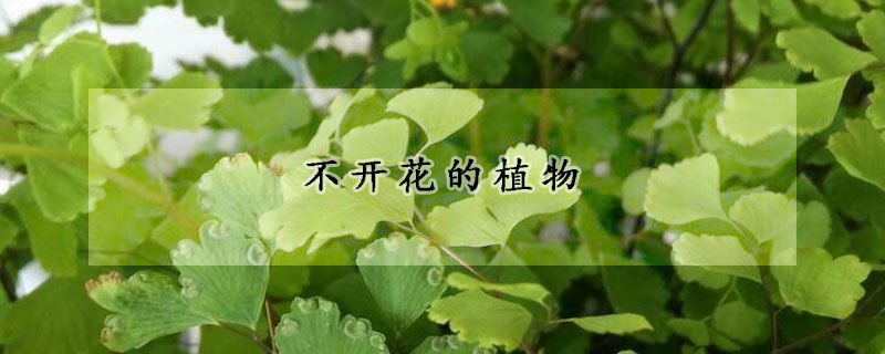不开花的植物