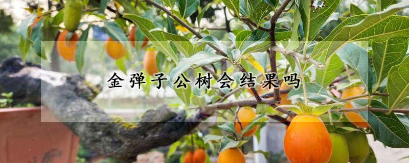 金弹子公树会结果吗