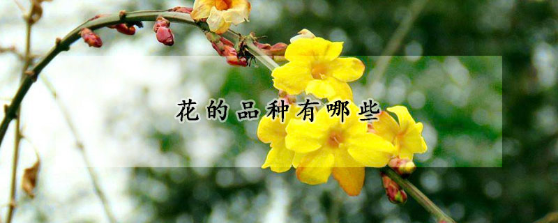 花的品种有哪些