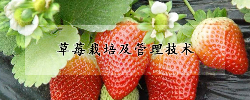 草莓栽培及管理技术