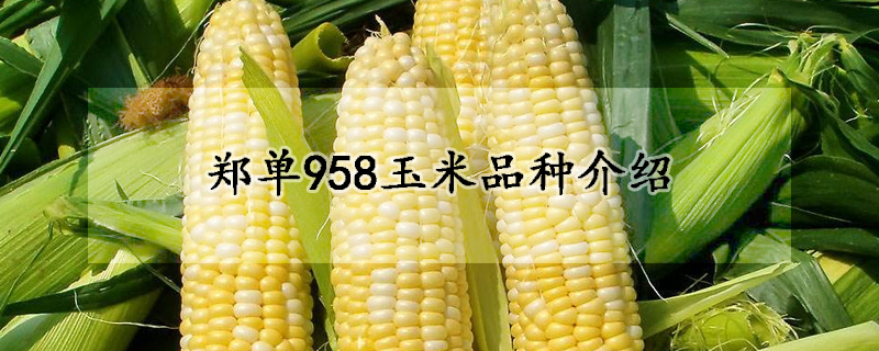 郑单958玉米品种介绍