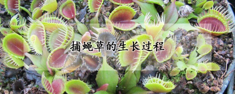 捕蝇草的生长过程