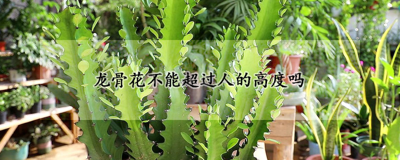 龙骨花不能超过人的高度吗