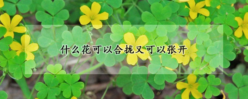 什么花可以合拢又可以张开