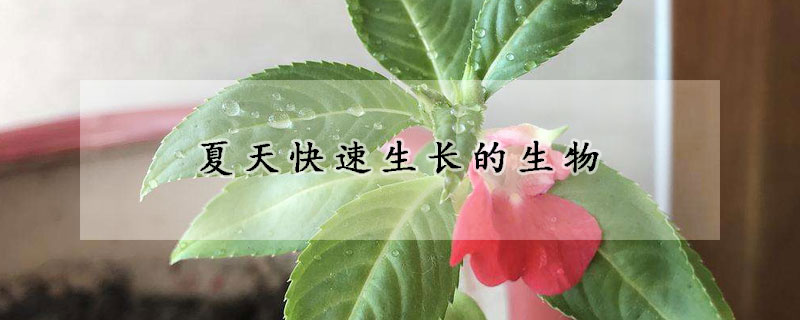 夏天快速生长的生物