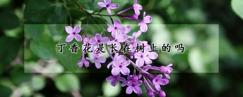 丁香花是长在树上的吗