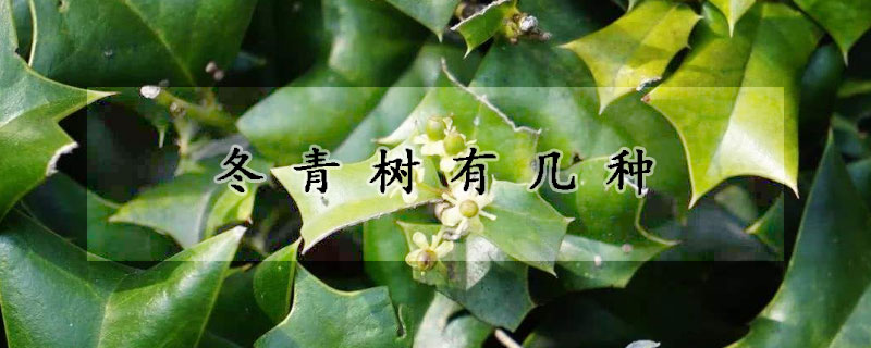 冬青树有几种