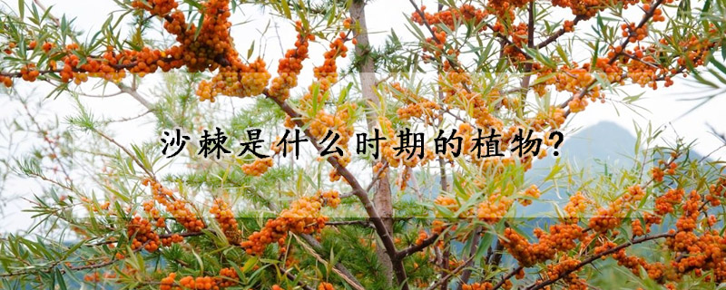 沙棘是什么时期的植物?