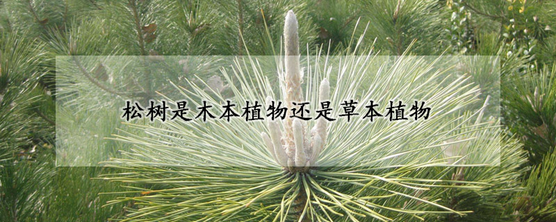 松树是木本植物还是草本植物