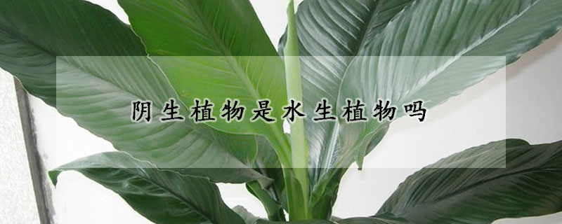 阴生植物是水生植物吗