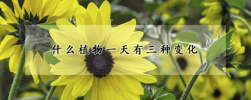 什么植物一天有三种变化