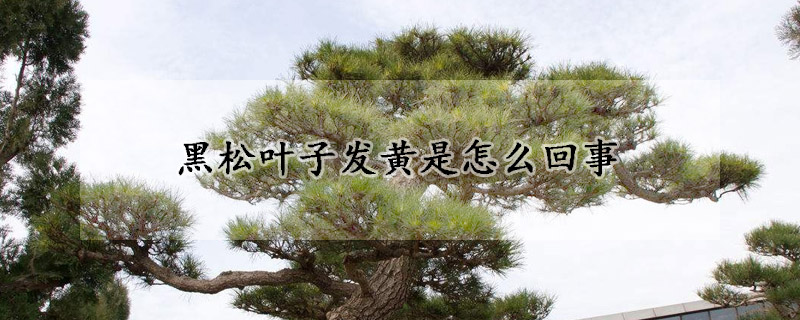 黑松叶子发黄是怎么回事