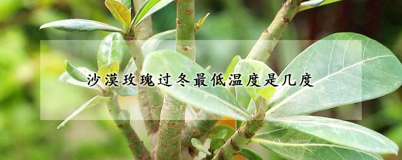 沙漠玫瑰过冬最低温度是几度