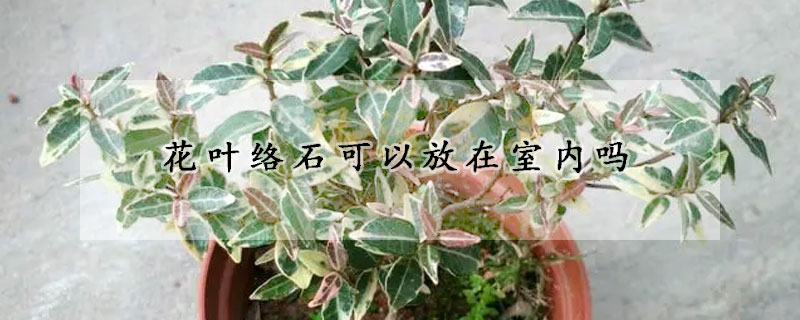 花叶络石可以放在室内吗