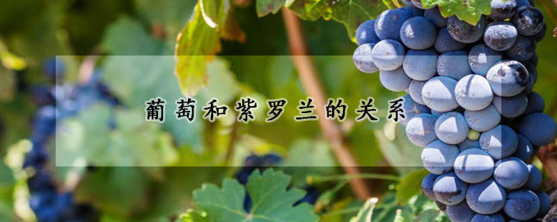 葡萄和紫罗兰的关系