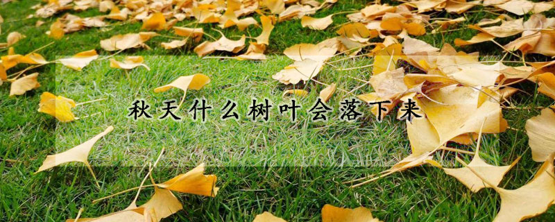 秋天什么树叶会落下来