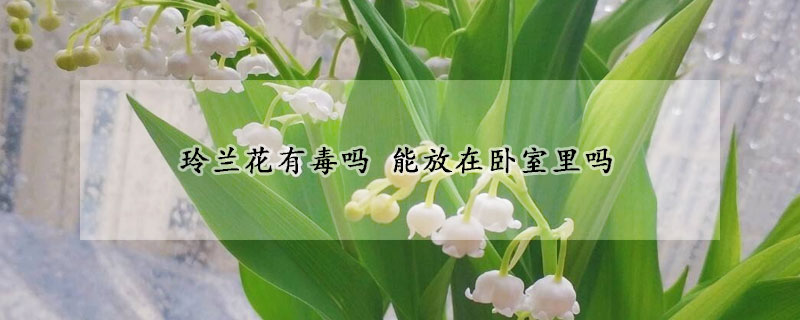 玲兰花有毒吗 能放在卧室里吗