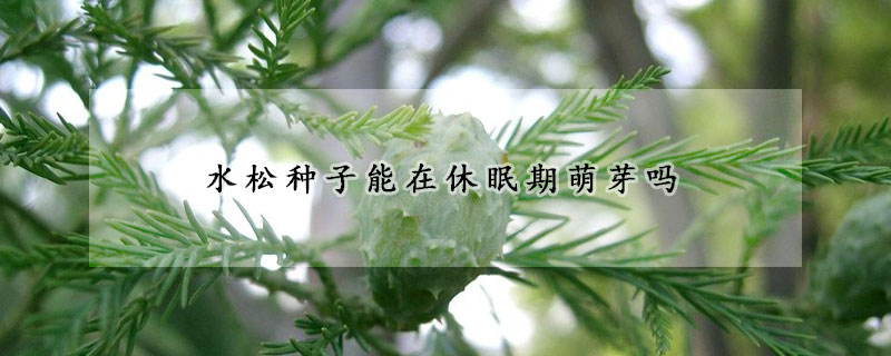 水松种子能在休眠期萌芽吗