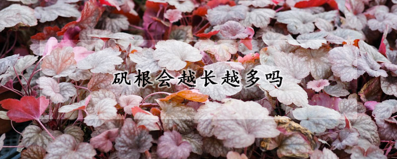 矾根会越长越多吗
