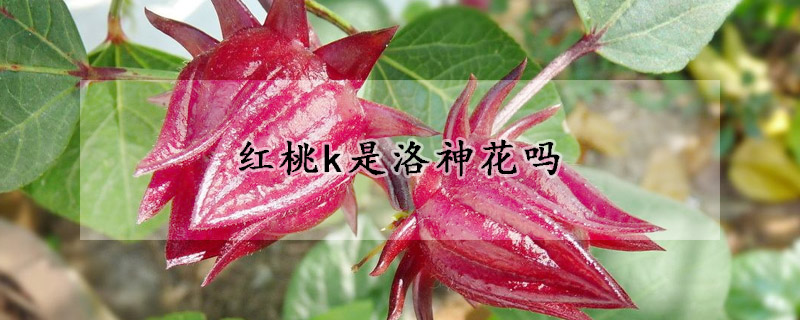 红桃k是洛神花吗