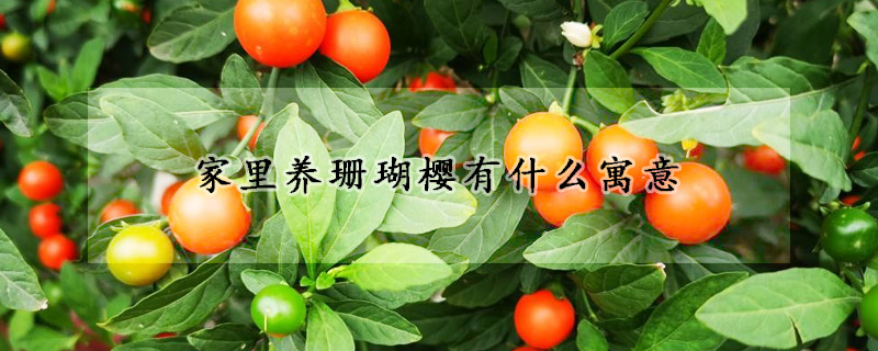 家里养珊瑚樱有什么寓意