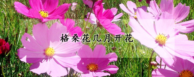 格桑花几月开花