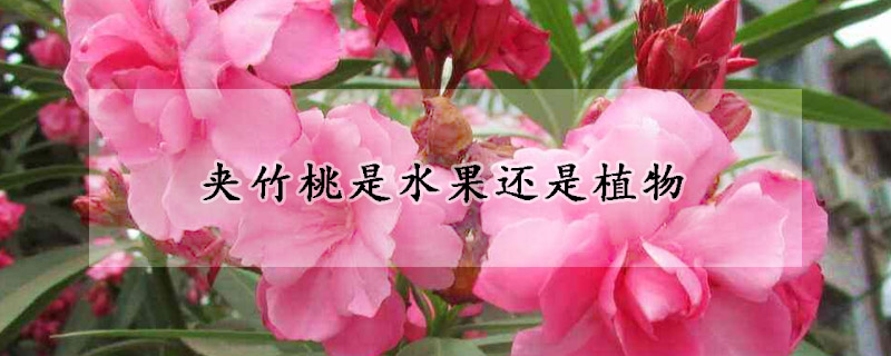 夹竹桃是水果还是植物