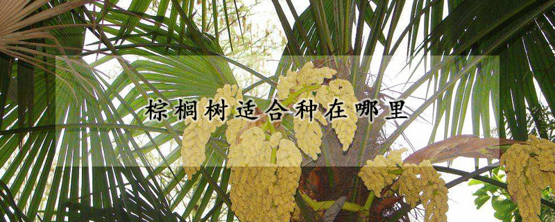 棕榈树适合种在哪里
