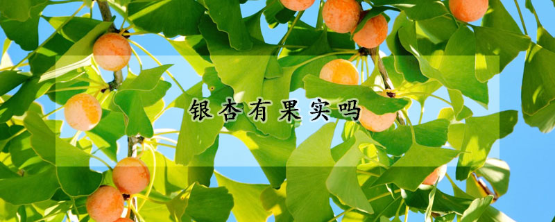 银杏有果实吗