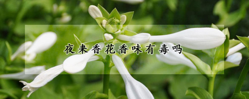 夜来香花香味有毒吗
